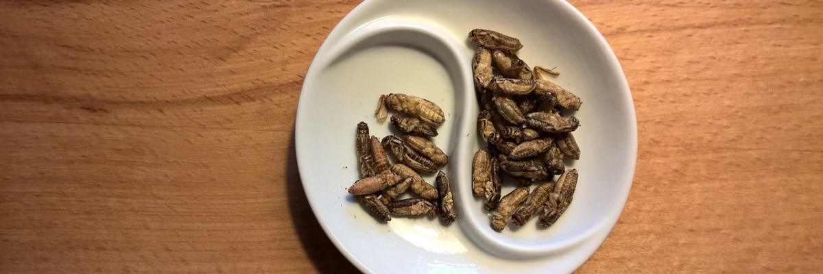 entomofagia mangiare insetti